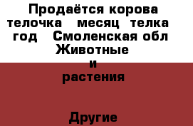 Продаётся корова,телочка 1 месяц, телка 1 год - Смоленская обл. Животные и растения » Другие животные   . Смоленская обл.